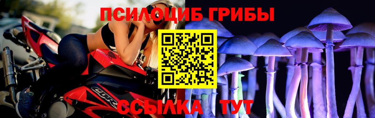 Галлюциногенные грибы Psilocybine cubensis Балахна